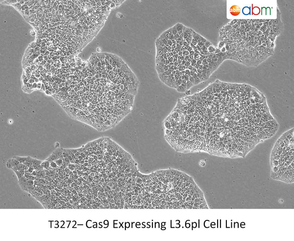Cas9 Expressing L3.6pl Cell Line | Applied Biological Materials (abm)