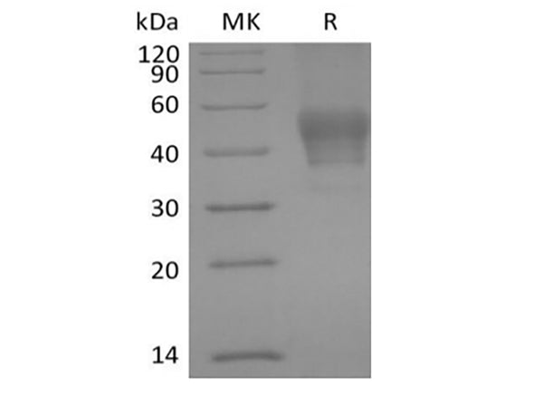 Recombinant Human Signal Transducer CD24/CD24 (C-mFC) – Figure 1 of 2