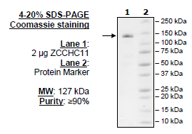 TUT4, FLAG-tag (Human) Recombinant – Figure 1 of 2