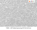 GFP Stably Expressing HCT116 Cell Line | Applied Biological Materials (abm)