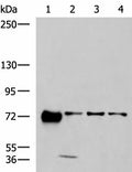 PPEF1 Polyclonal Antibody – Figure 1 of 3