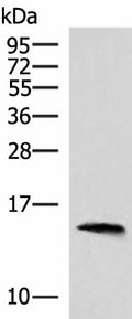 REG1B Polyclonal Antibody – Figure 1 of 3