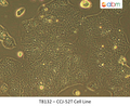 CCJ-52T Cell Line | Applied Biological Materials (abm)