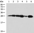 MMAB Polyclonal Antibody – Figure 1 of 2