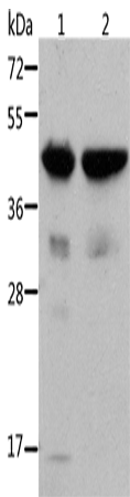 ACTA1 Polyclonal Antibody – Figure 1 of 4