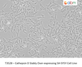 Cathepsin D Stably Over-expressing SH-SY5Y Cell Line | Applied Biological Materials (abm)