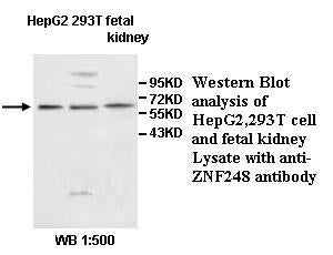 Anti-ZNF248 Antibody – Figure 1 of 1