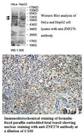 Anti-ZNF276 Antibody – Figure 1 of 1