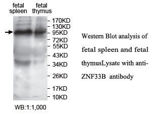 Anti-ZNF33B Antibody – Figure 1 of 1