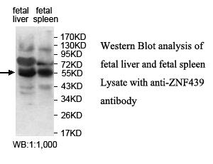 Anti-ZNF439 Antibody – Figure 1 of 1