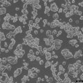 ZR-75-1 cell