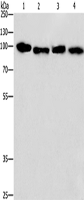 CANX Polyclonal Antibody – Figure 1 of 4