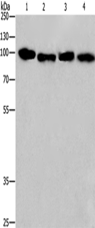 CANX Polyclonal Antibody – Figure 1 of 4